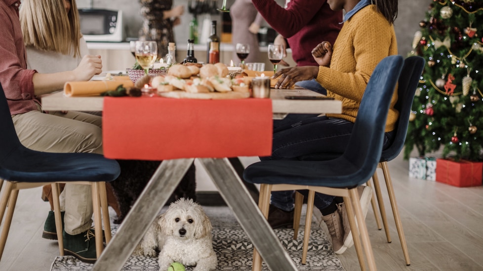 A pup sits beneath the holiday dinner table.