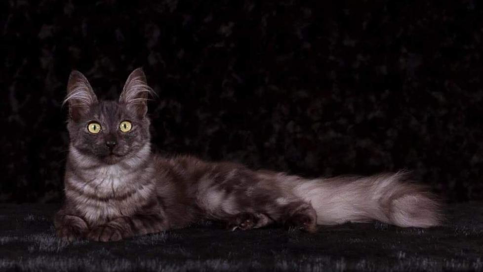 black and gray turkish angora cat lying against a black background