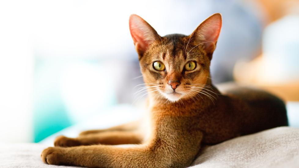 red abyssinian cat looking at the camera