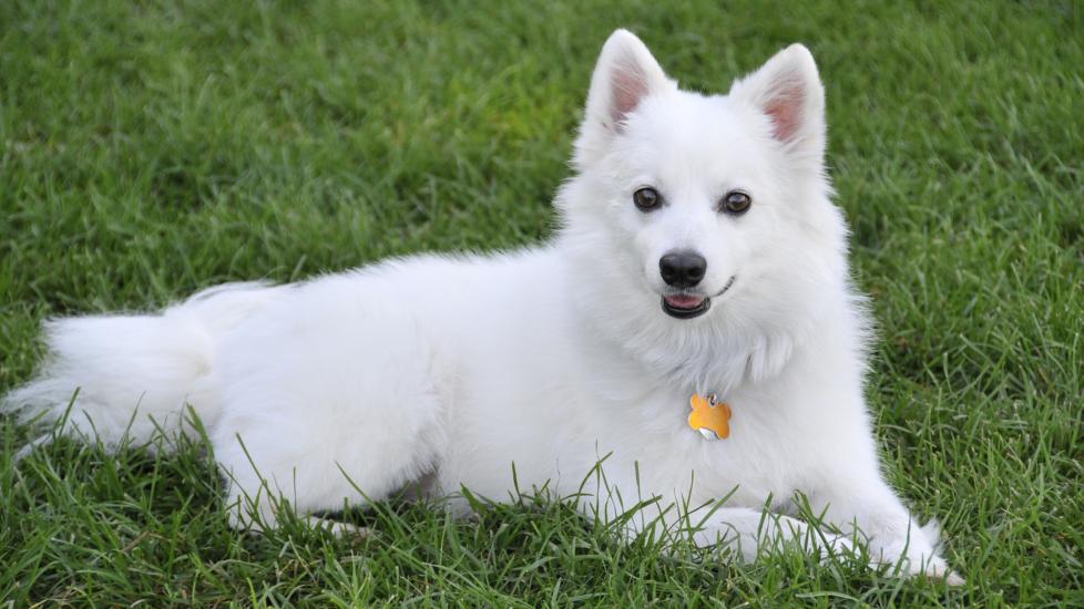 Husky american 2024 eskimo mix