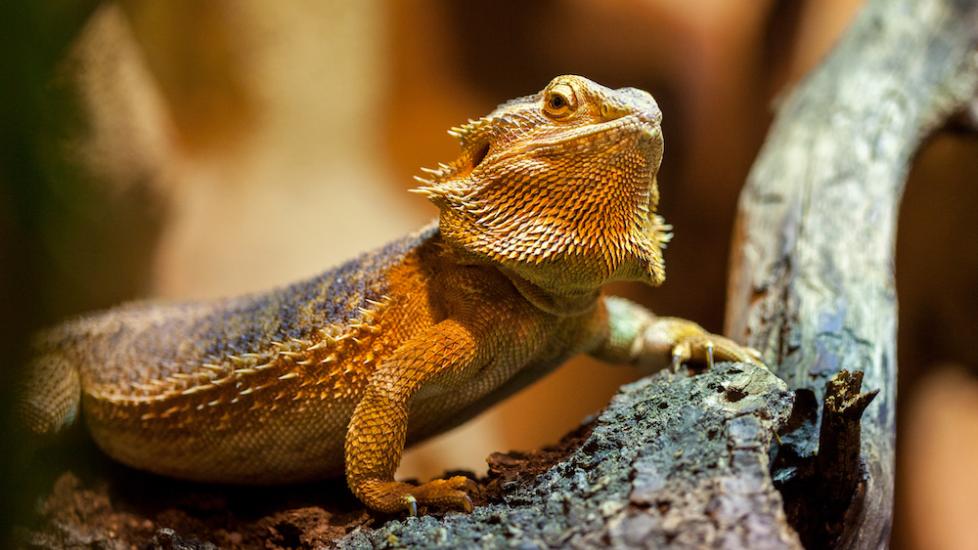 Close up of bearded dragon