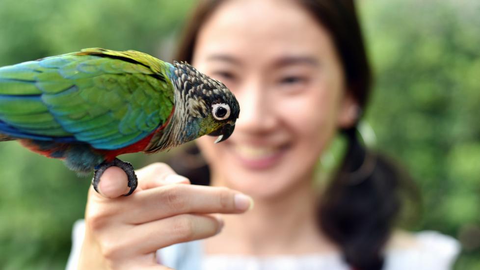 Woman playing with pet bird