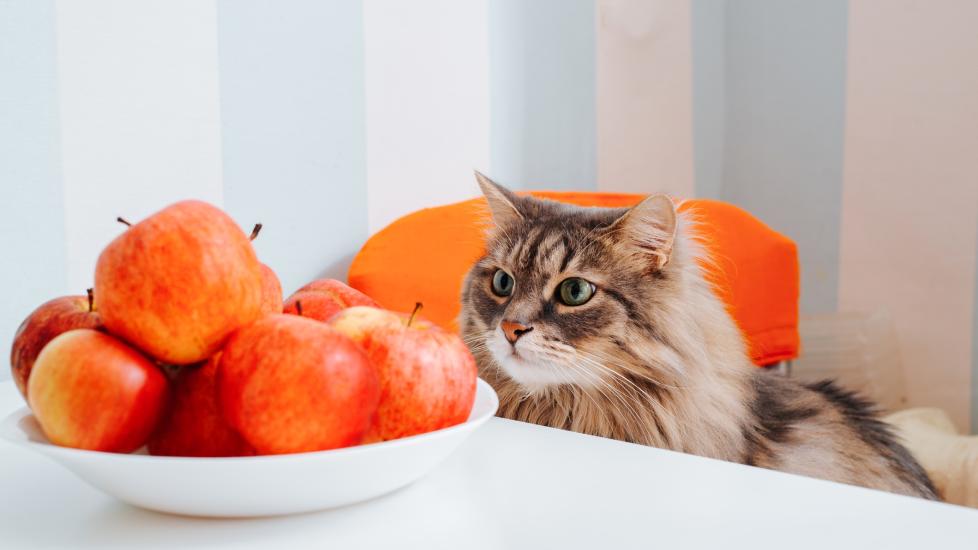 cat sitting on a chair at a small table looking at a bowl of apples