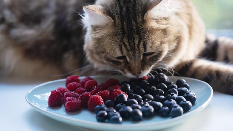 longhair cat eating a plate of blueberries and raspberries