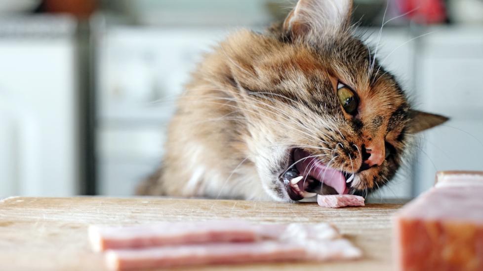 cat eating a piece of ham from a kitchen table