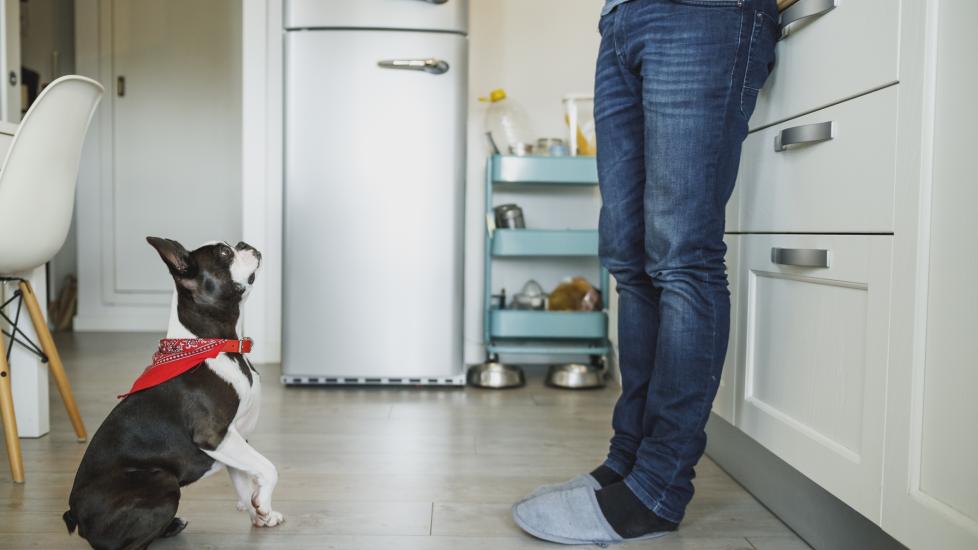 Can Dogs Eat Kale? | PetMD