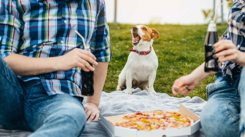 dog sitting between two picnicking humans who are eating pizza