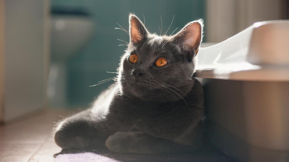 Why Is My Cat Pooping Outside the Litter Box? PetMD