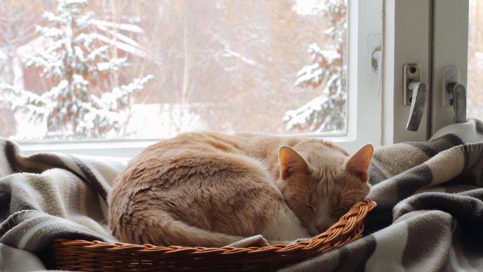 A cat sleeps by the window on a snowy day.