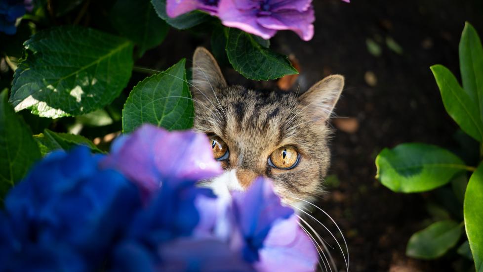 A cat sits among hydrangea plants.