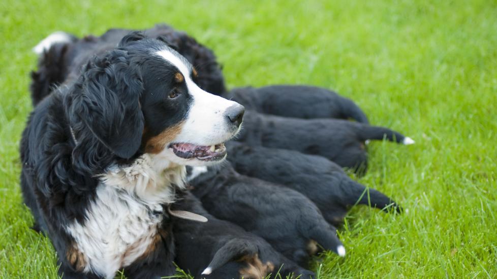 A Bernese Mountain Dog nurses her puppies.