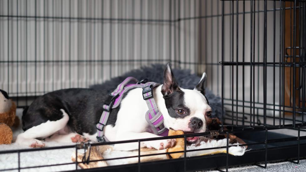 what size dog crate do I need for a boston terrier?