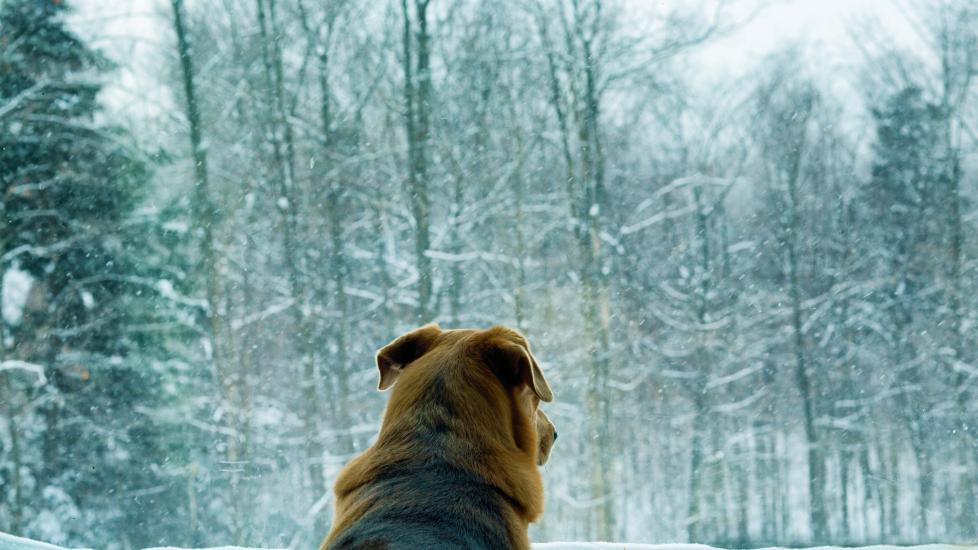 A dog looks out the window to a snowy forest.