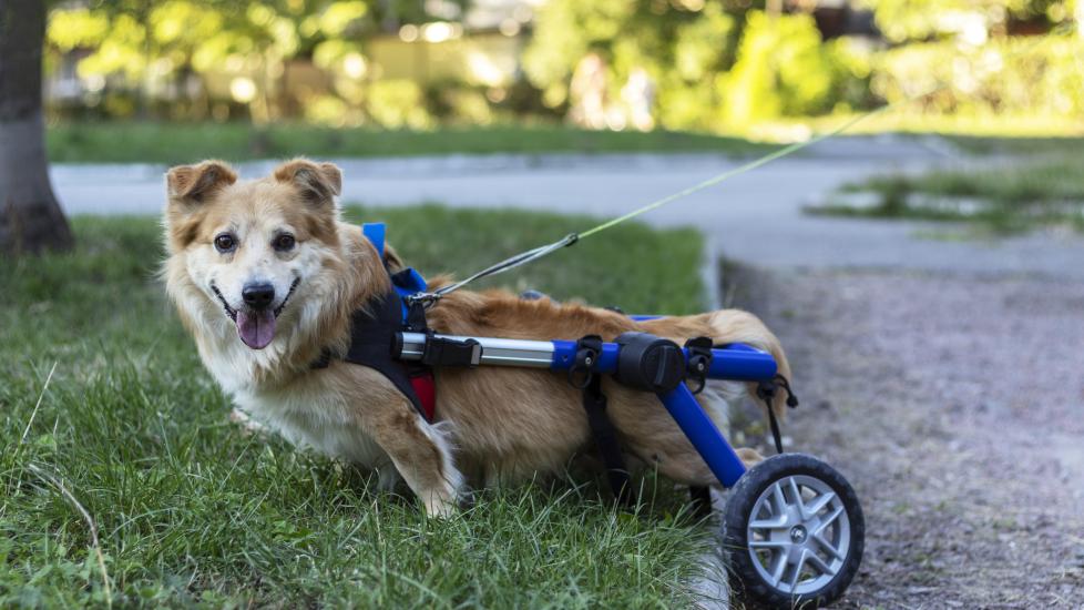 Paralysis in Dogs PetMD