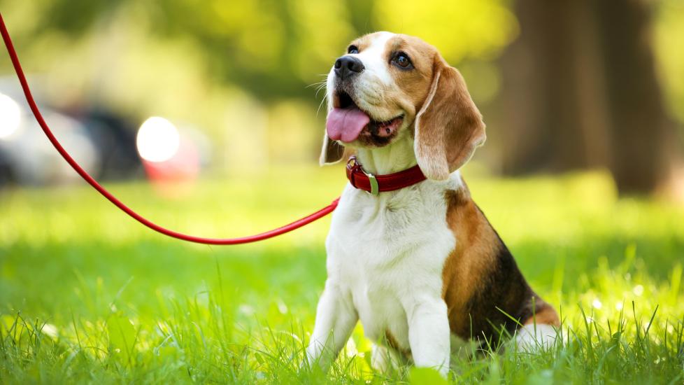 beagle dog sitting in grass at a park