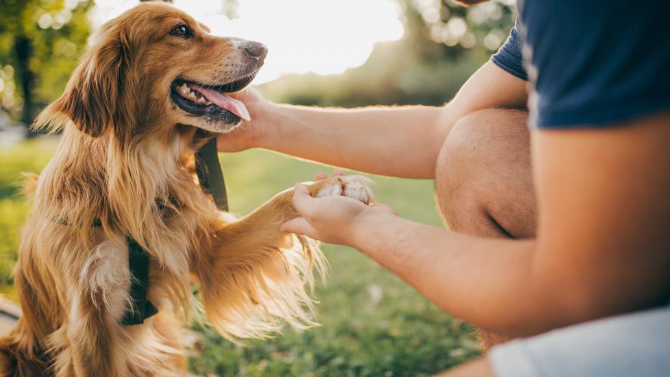 golden retriever shaking hands with his pet parent in a park