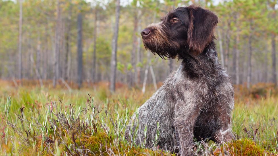 german wirehaired pointer sitting outside in the woods