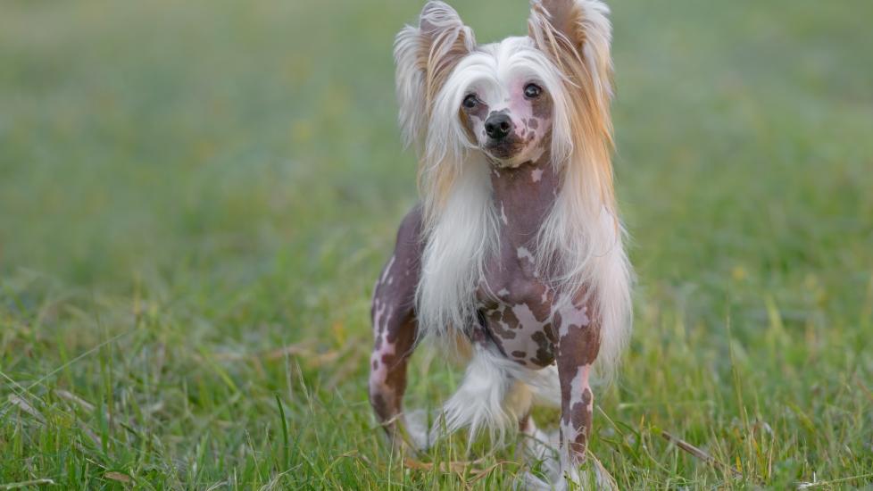 hairless chinese crested dog standing in grass