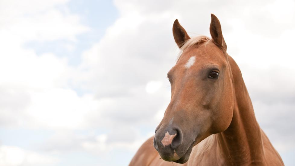 Quarter horse close-up