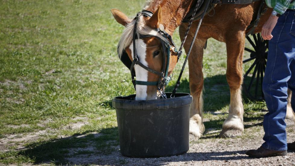 Horse drinking from a bucket