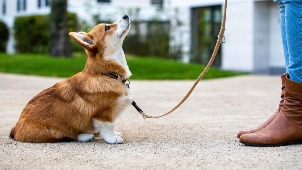 red and white corgi puppy on a leash sitting at his pet parent's feet