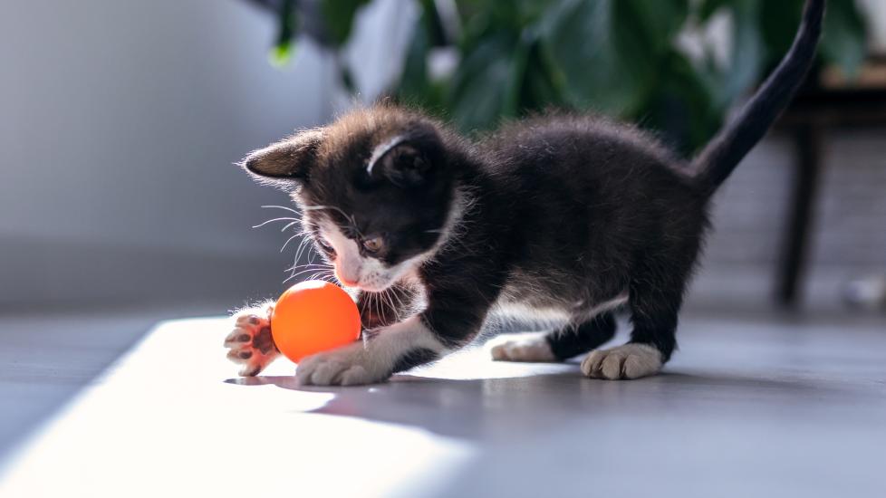 black and white tuxedo kitten playing with an orange ball