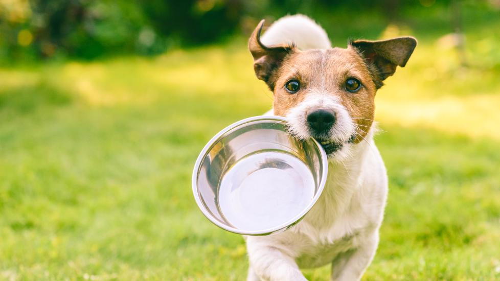 A Jack Russell Terrier holds a food bowl in their mouth.
