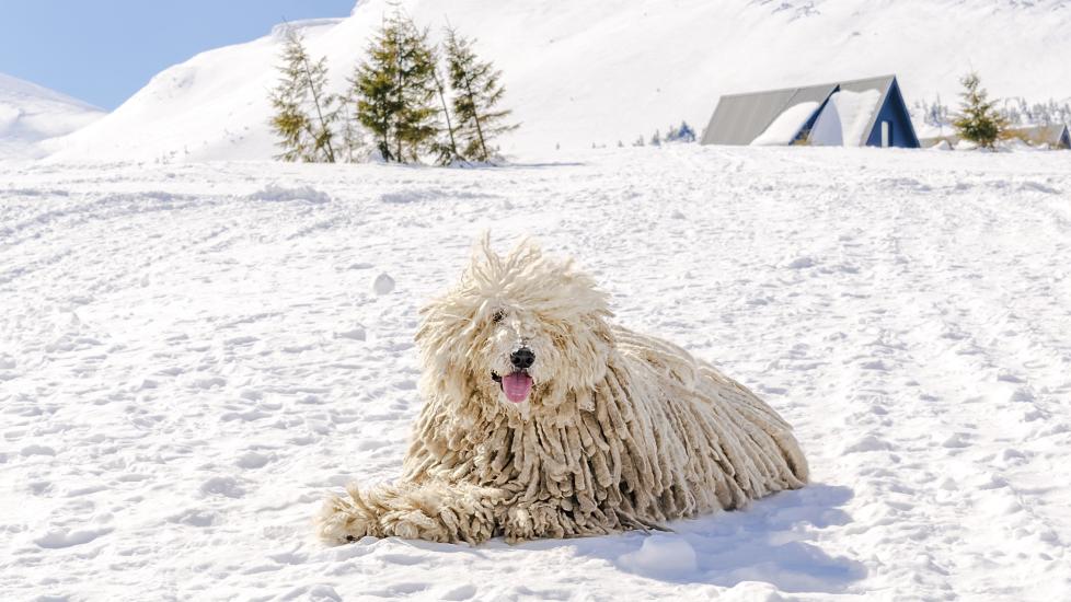 white komondor dog lying in snow