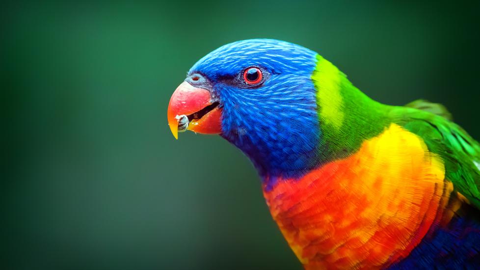 Rainbow lory bird fashion