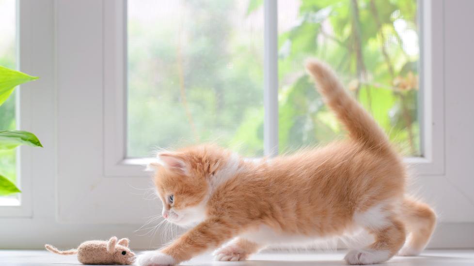 orange and white kitten playing with a mouse toy