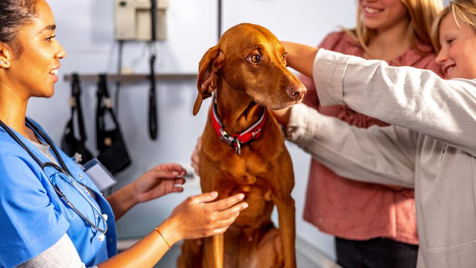A dog is examined by their vet team.