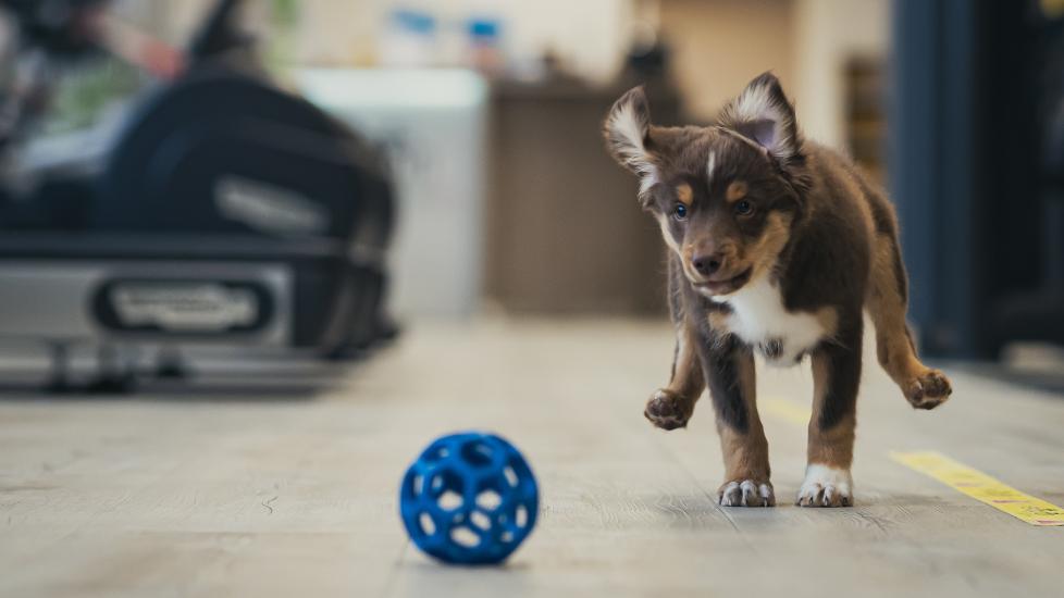 A puppy plays with a ball.