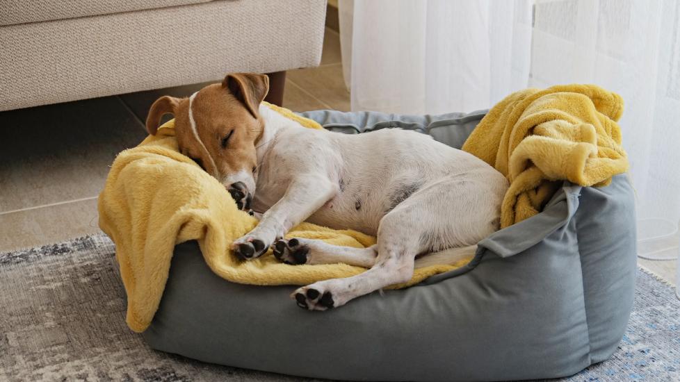 A pup sleeps in their bed with a blanket.