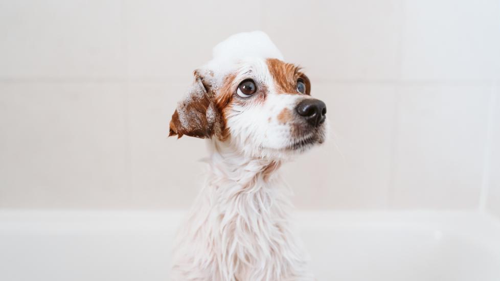 A puppy gets a bath.