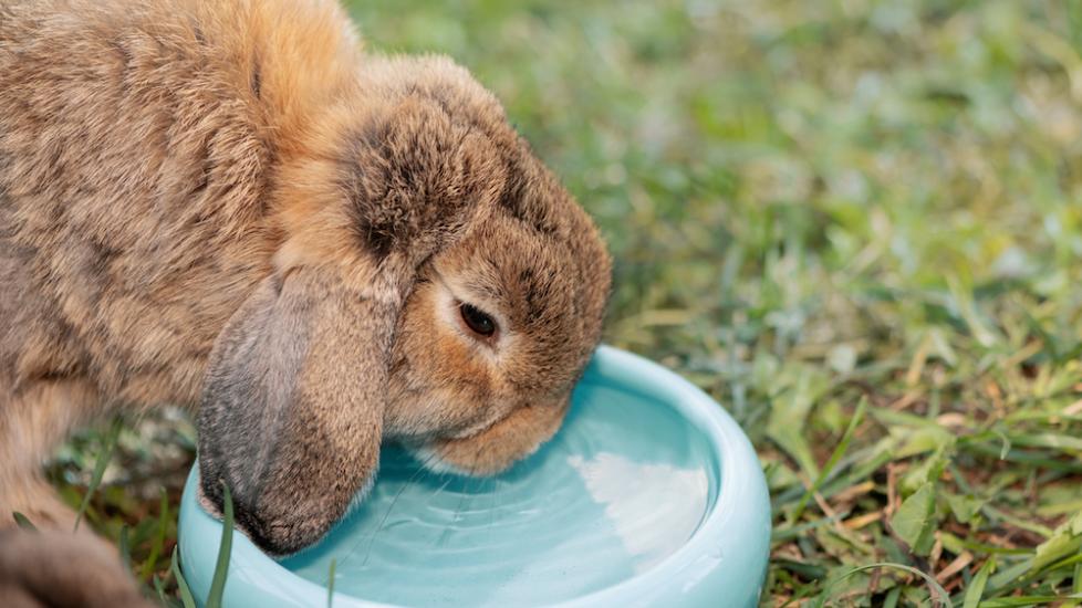 Rabbit drinking water out of a bowl