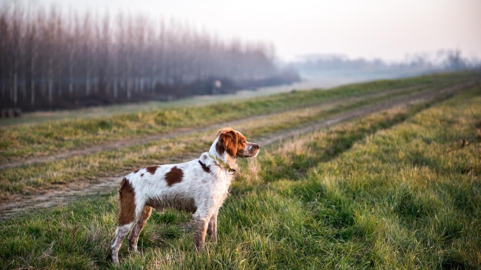 white and orange Brittany dog standing in a misty field at dawn