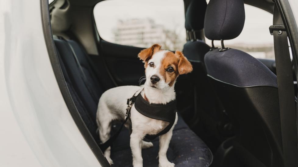 brown and white jack russell terrier puppy standing in the back seat of a car