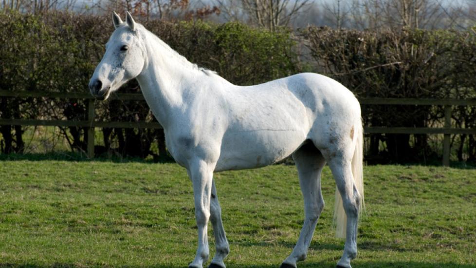 White horse outside