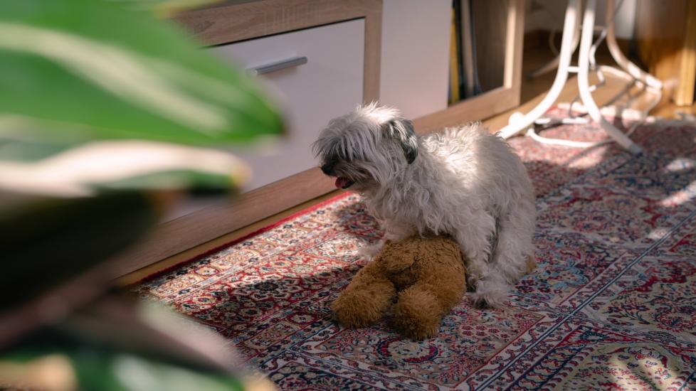 small, scruffy dog humping a teddy bear in a living room
