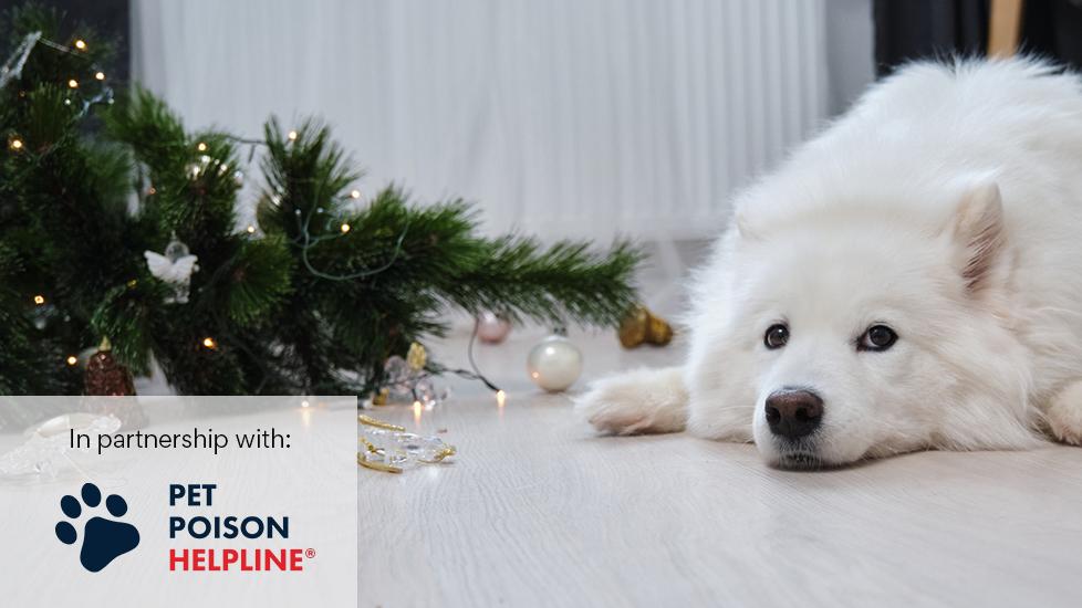 fluffy white dog lying next to destroyed christmas tree