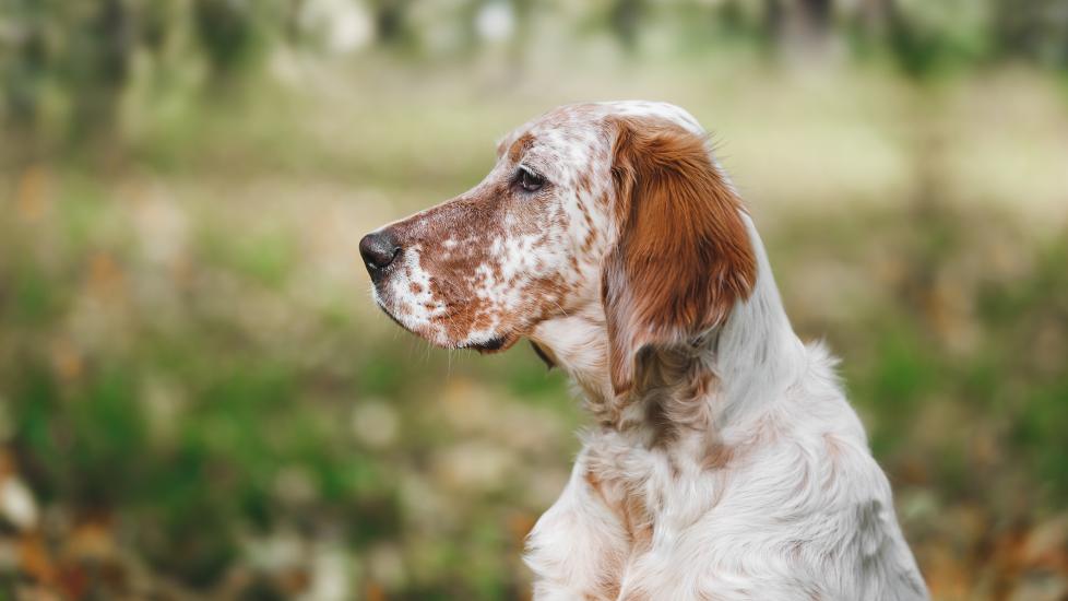 An English Setter stands in a field.
