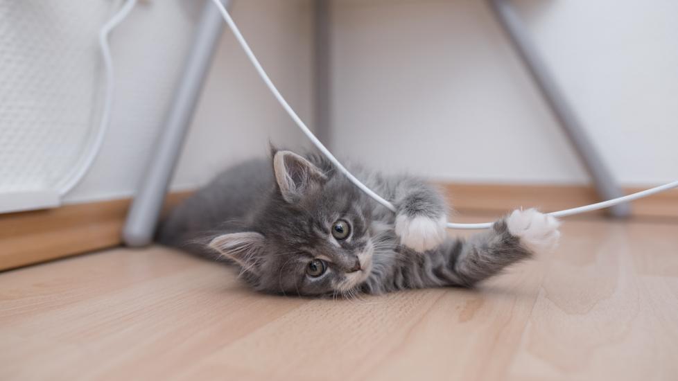 little kitten playing with computer cord under desk