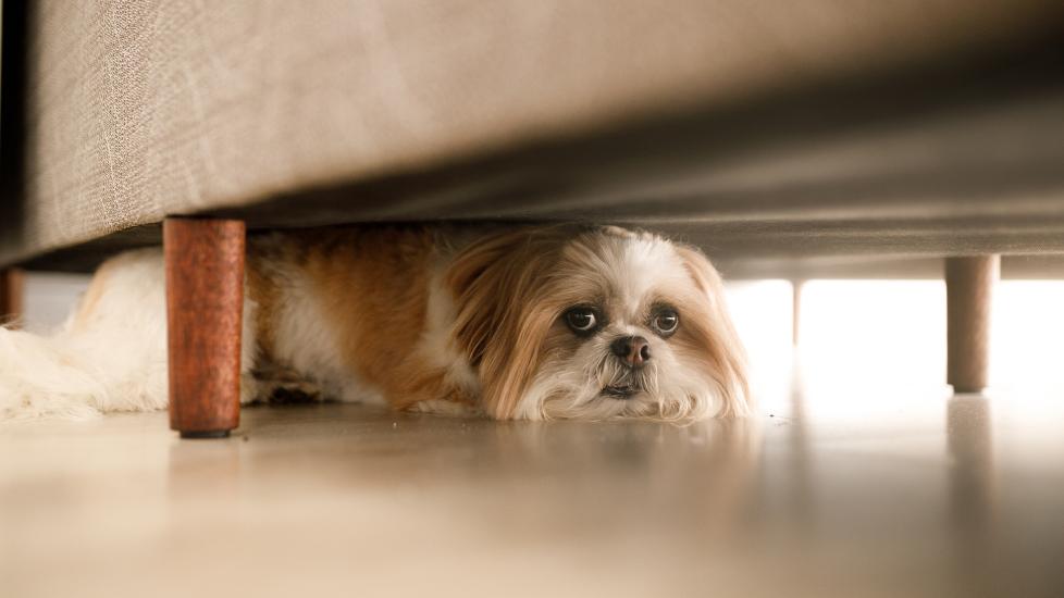little dog hiding under furniture