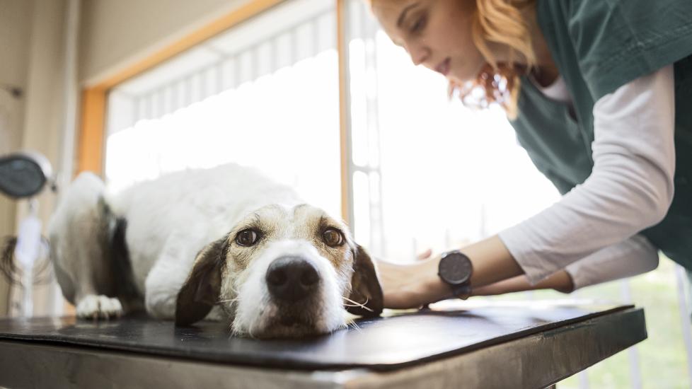 vet examining dog on exam table