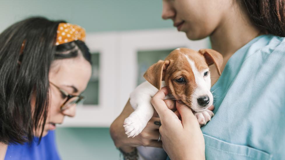 puppy being held at vet exam