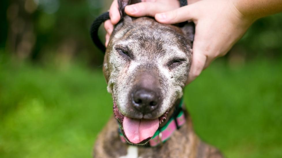 How to Care For Your Senior Dog PetMD