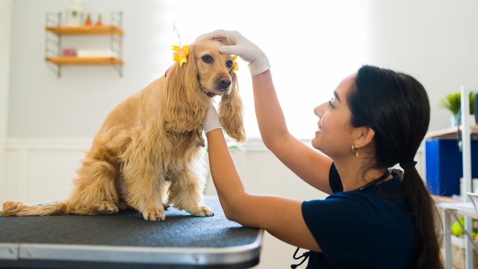 dog on table with bows in hair during get examination