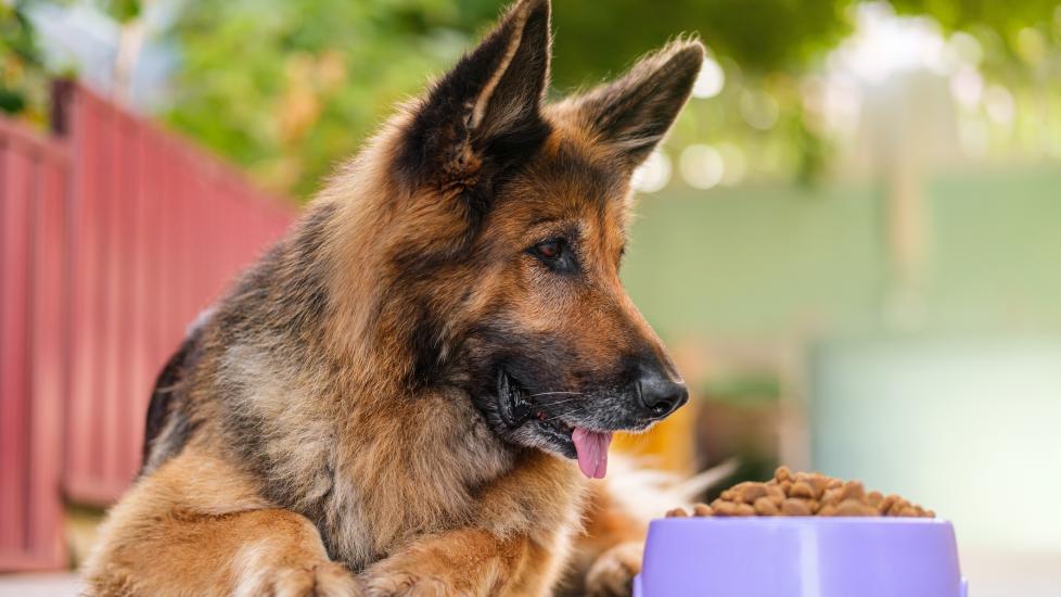 senior german shepherd dog looking at bowl of food