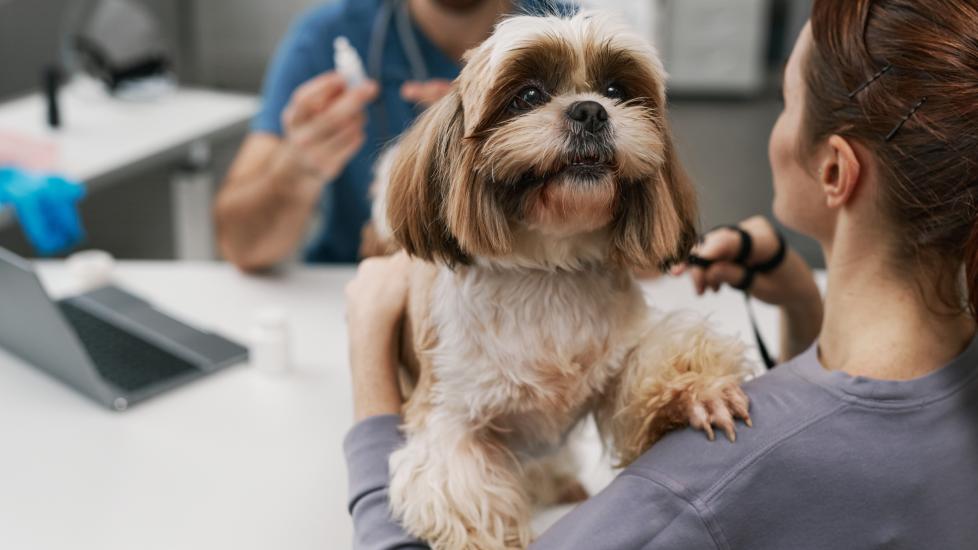 Oxazepam for Dogs | PetMD - Oxazepam Off-Label Use In Cats