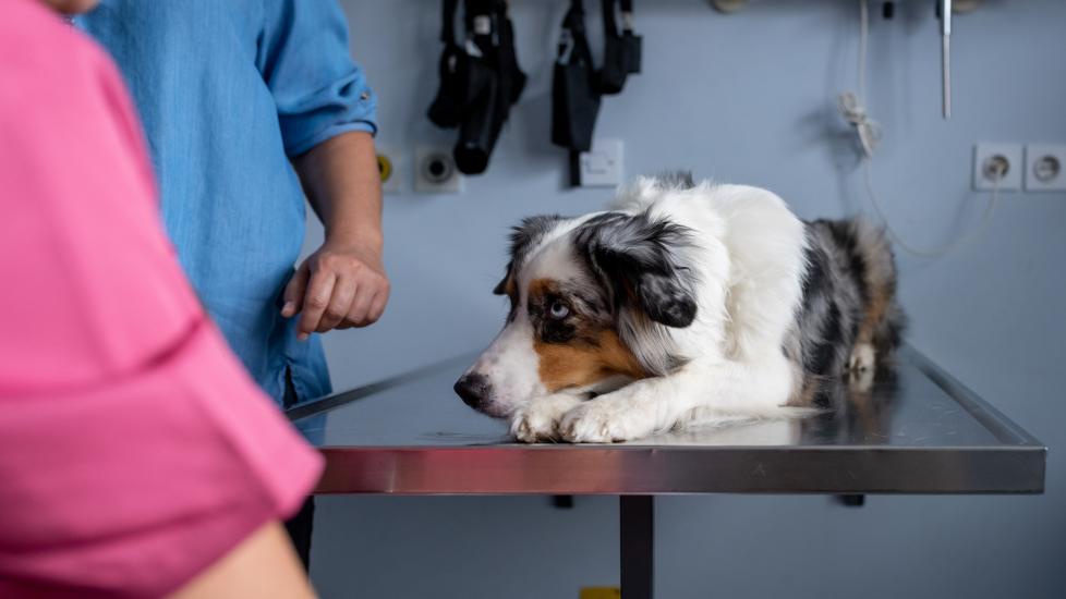 shepherd dog lying on vet exam table